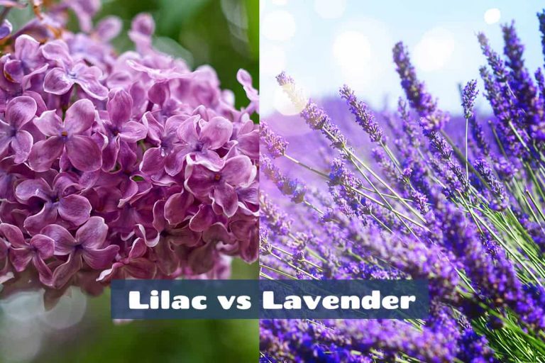 Lilac Vs Lavender Differences And Their Uses Homenish