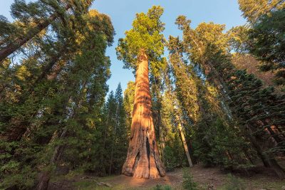 Types of Redwood and Their Uses - Homenish