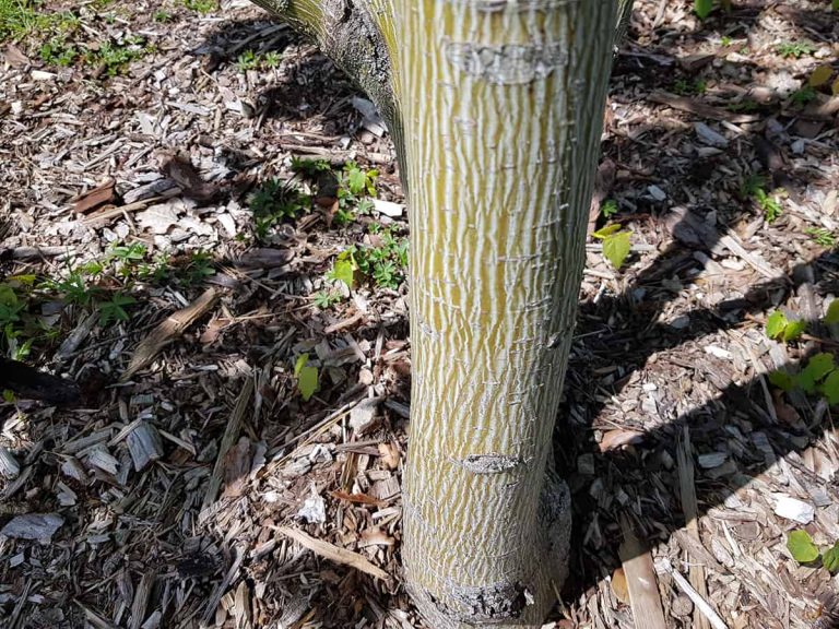 8 Different Types Of Maple Wood With Pictures Homenish   Striped Maple Acer Pennsylvaniacum 768x576 